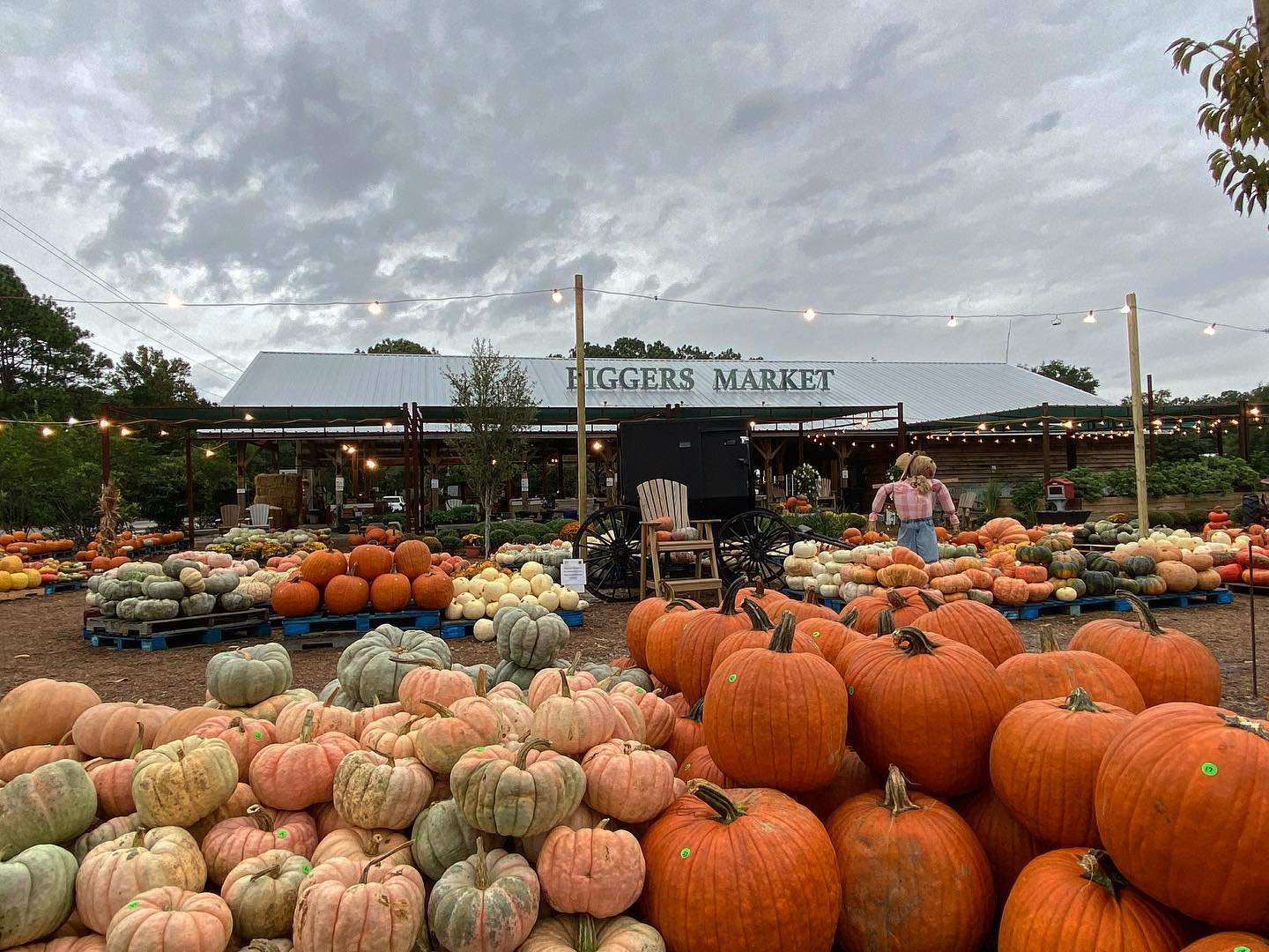 Our Favorite Pumpkin Patches to Visit in the Wilmington Area